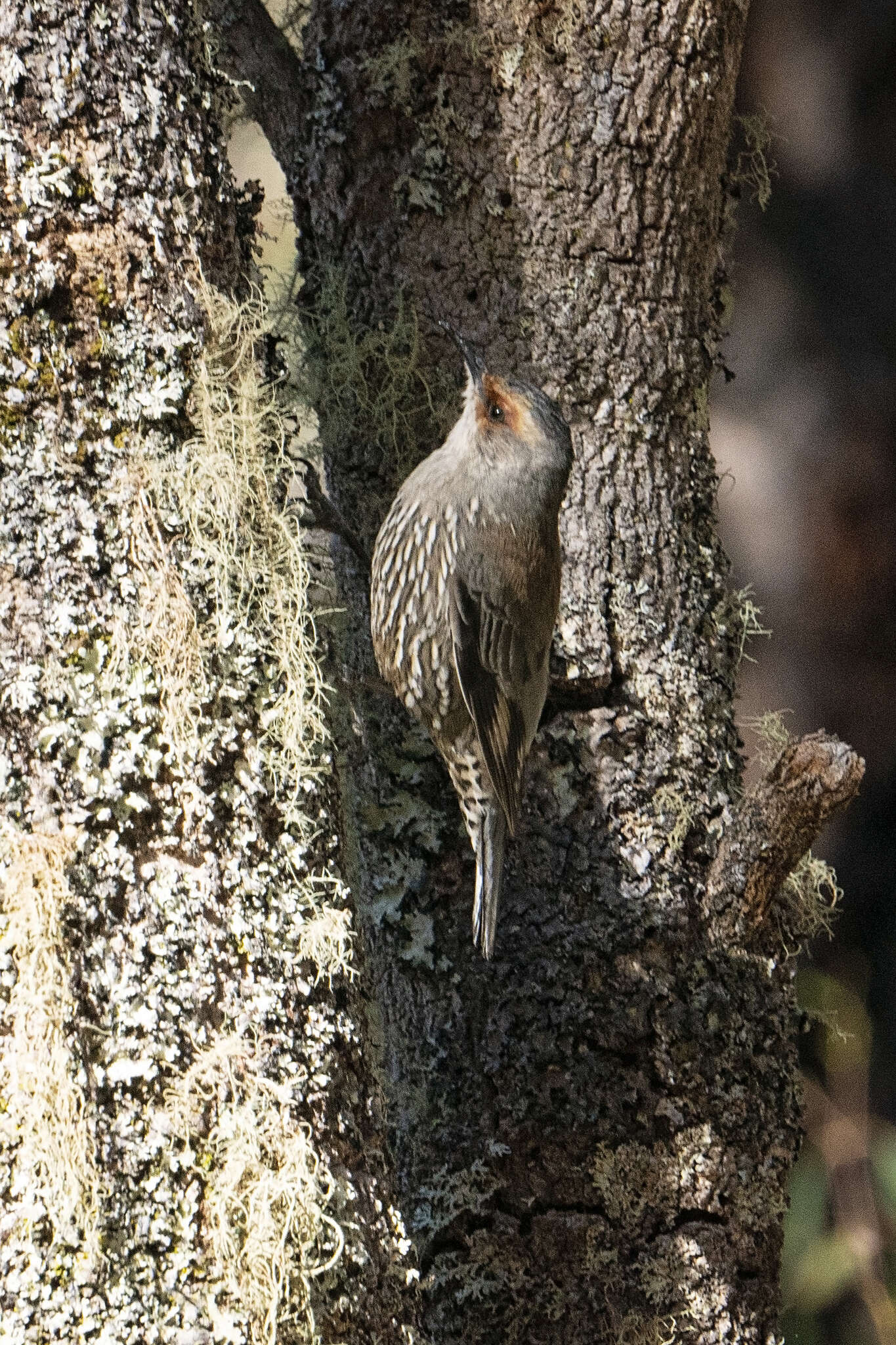 Image of Red-browed Treecreeper