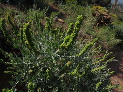 Image of Baconbush
