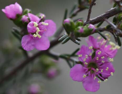 Image of Kunzea parvifolia Schau.