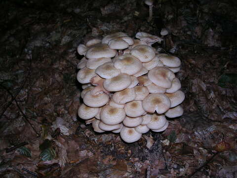 Image of Honey Fungus