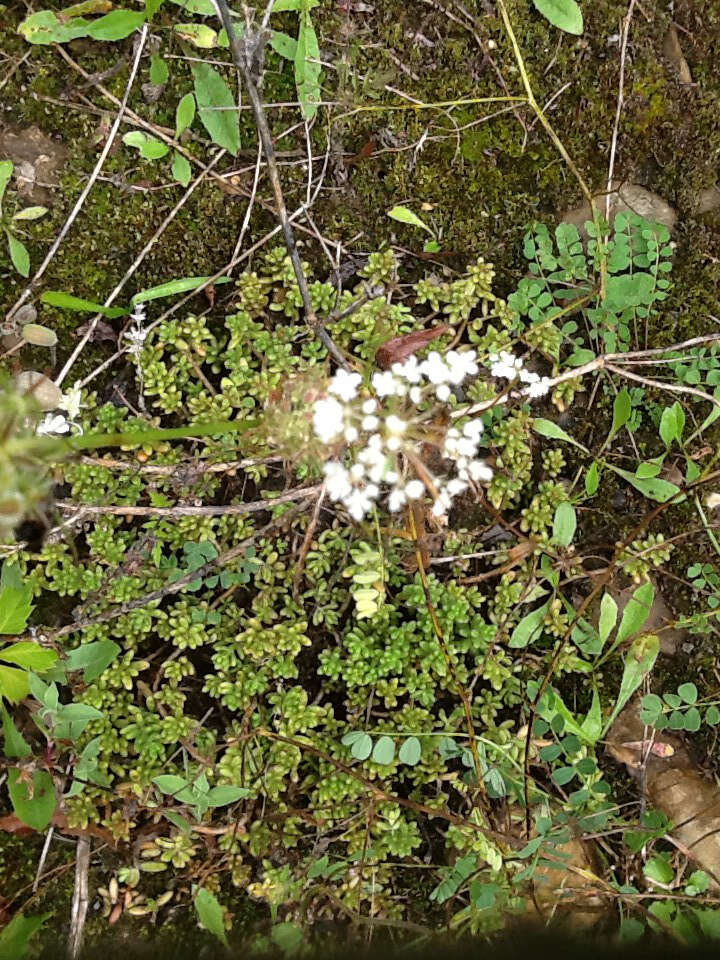 Image of White Stonecrop