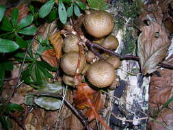 Image of Honey Fungus