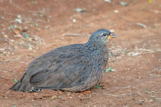 Image of Hildebrandt's Francolin