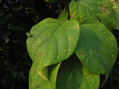 صورة Aspidopterys cordata (Heyne ex Wall.) A. Juss.