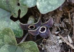 Image of Asarum rigescens var. brachypodion T. Sugaw.