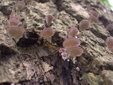 Image of Trichaptum biforme (Fr.) Ryvarden 1972