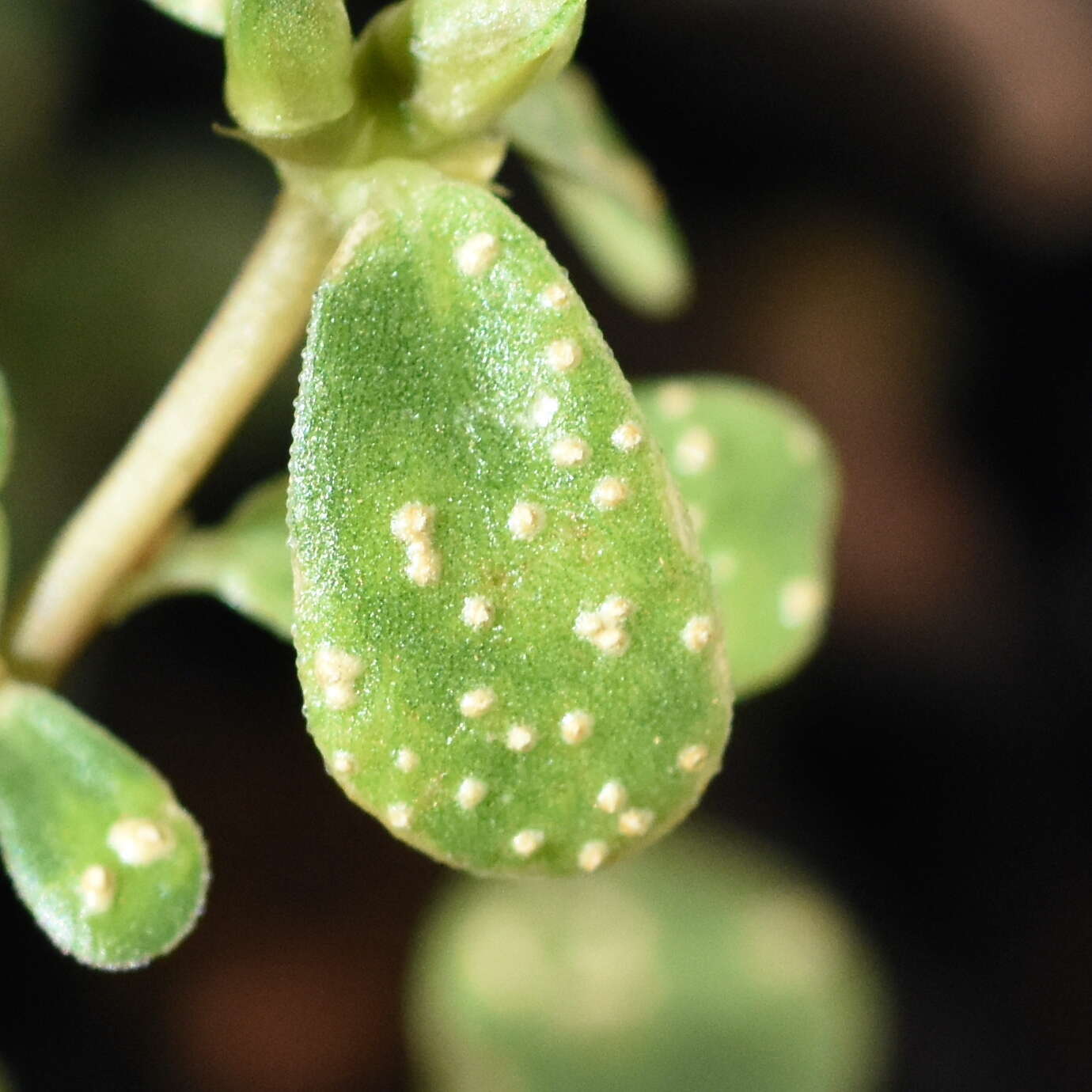 Image de Wilsoniana portulacae