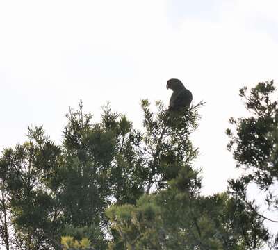 Image of Jardine's Parrot