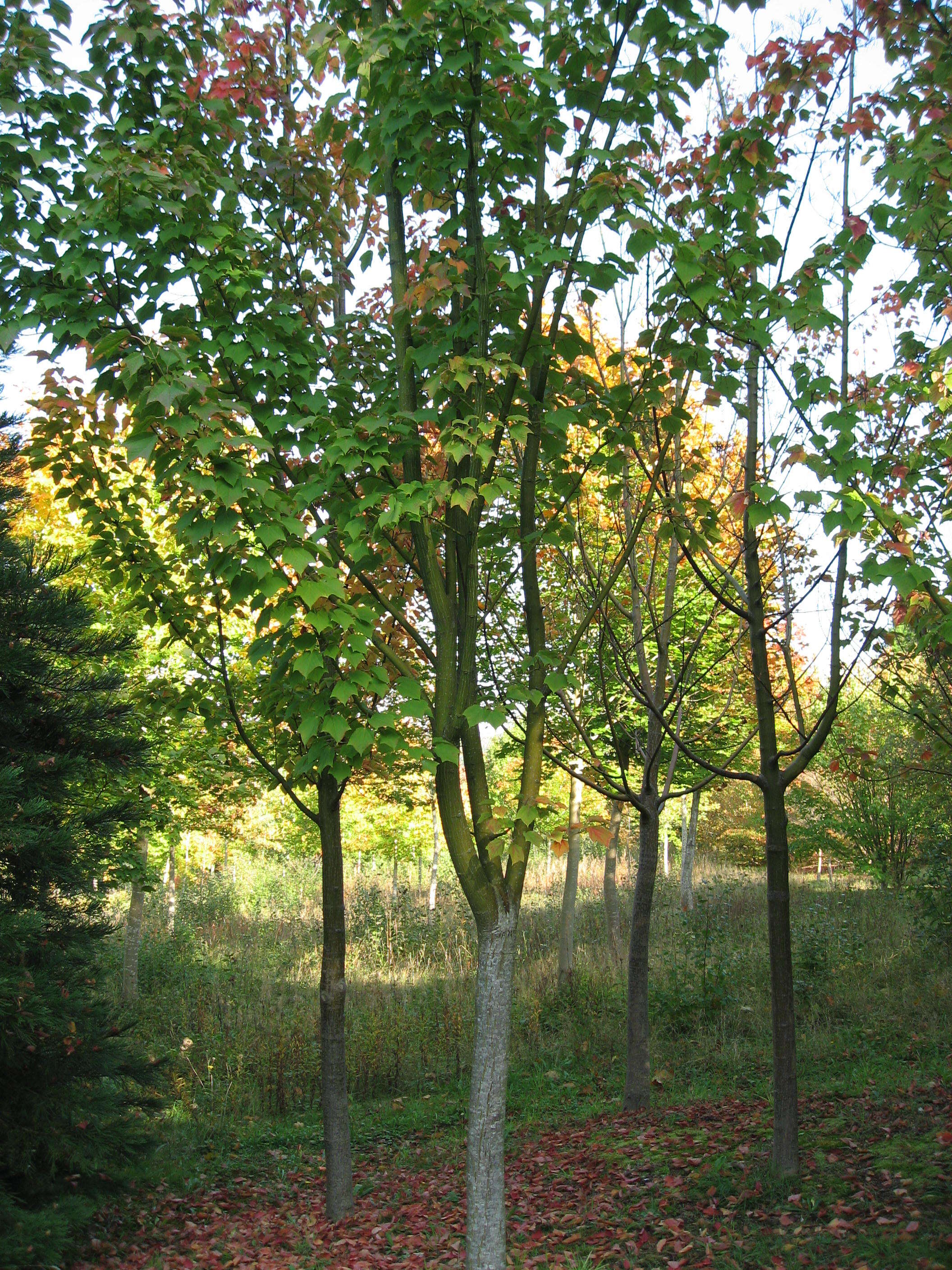 Image of Grey-budded snake-bark-maple