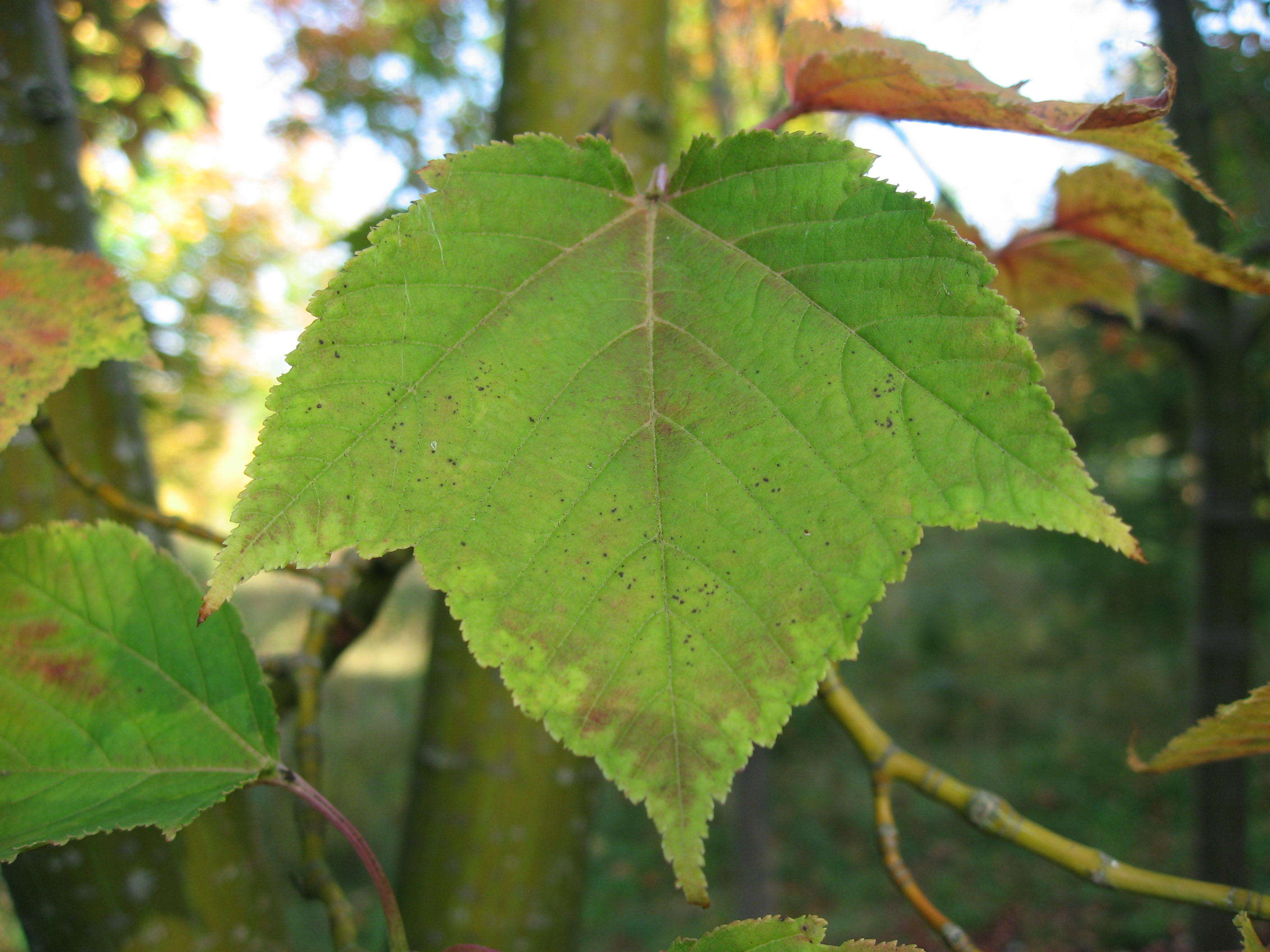 Image of Grey-budded snake-bark-maple