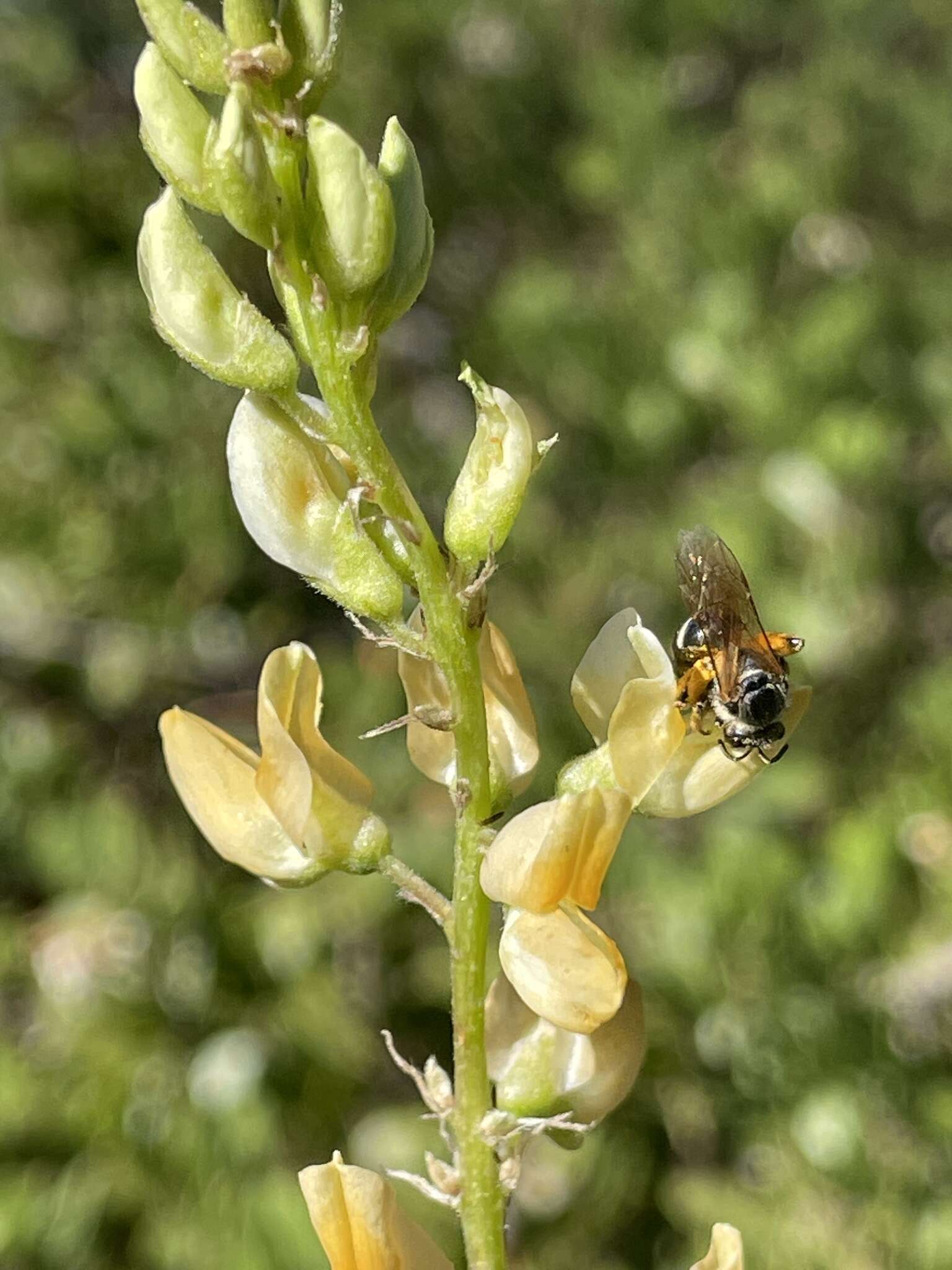 Image of narrowflower lupine