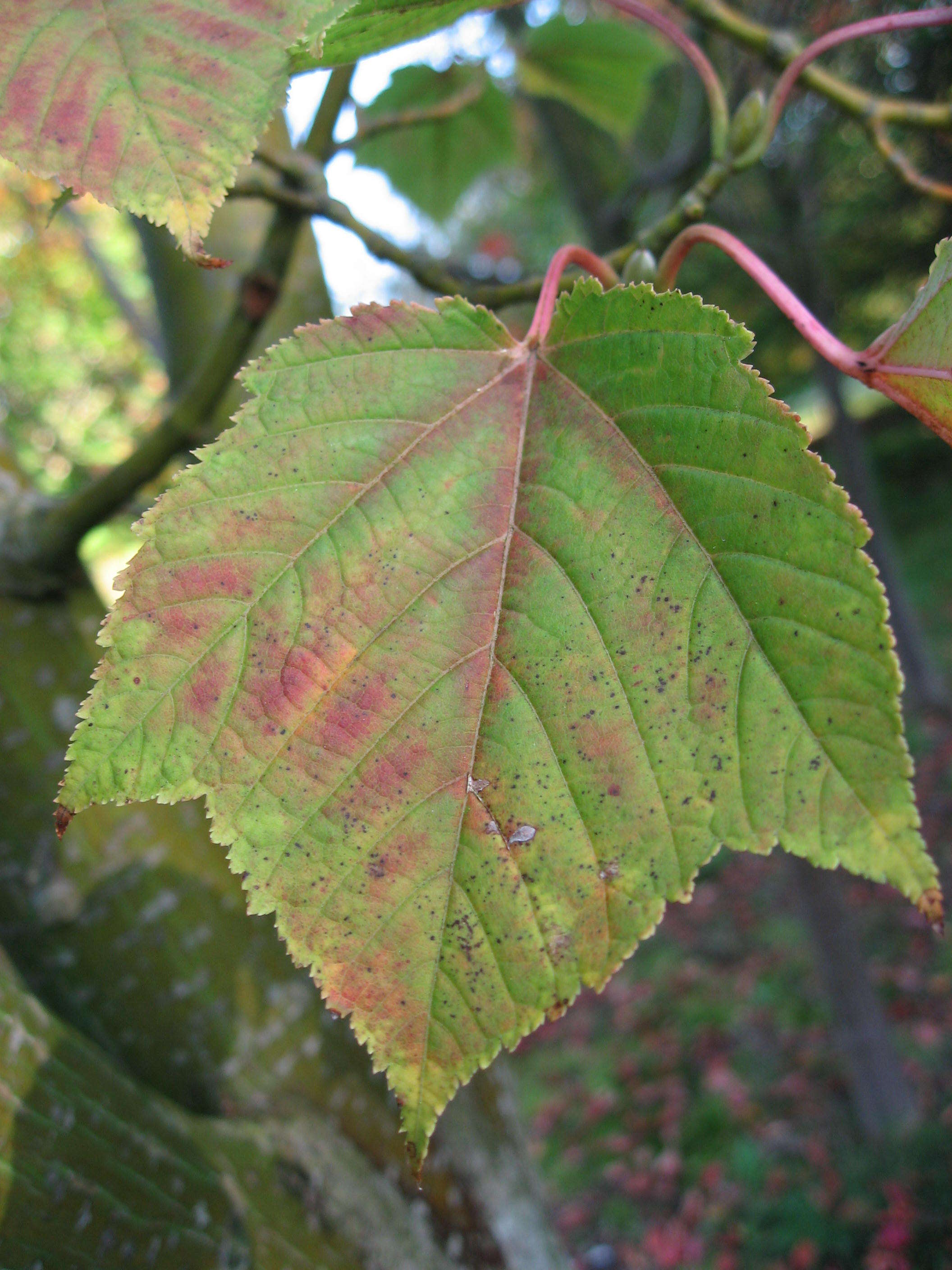 Image of Grey-budded snake-bark-maple