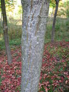 Image of Grey-budded snake-bark-maple