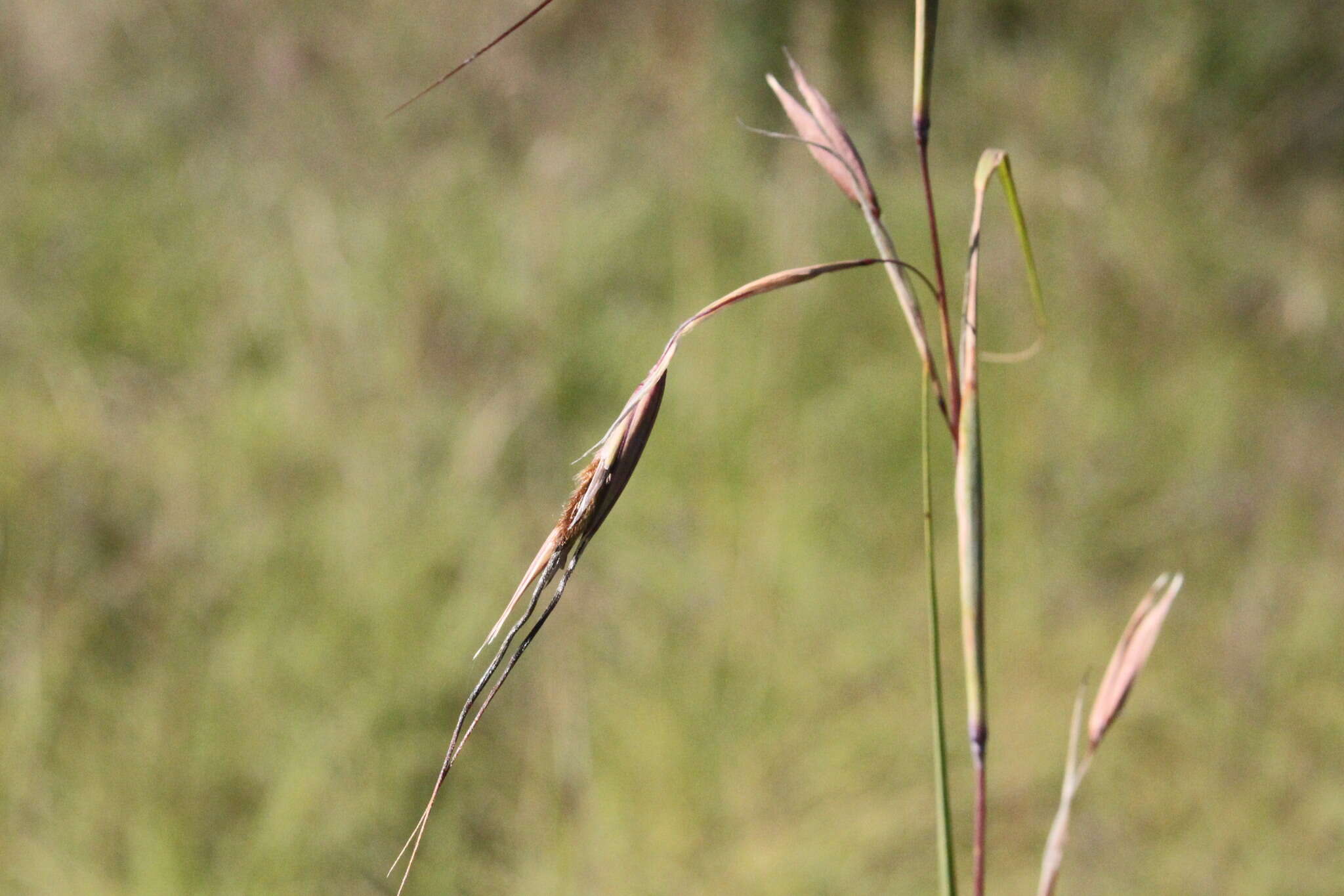 Plancia ëd Themeda avenacea (F. Muell.) T. Durand & B. D. Jacks.