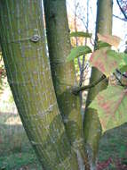 Image of Grey-budded snake-bark-maple