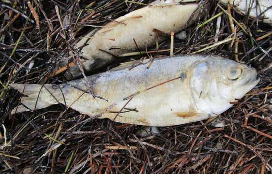 Image of Gulf Menhaden