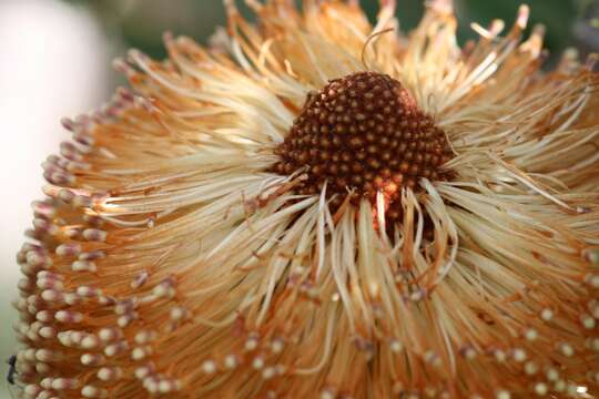 Sivun Banksia media R. Br. kuva