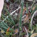 Image of Banksia obtusa (R. Br.) A. R. Mast & K. R. Thiele