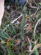 Image of Banksia obtusa (R. Br.) A. R. Mast & K. R. Thiele