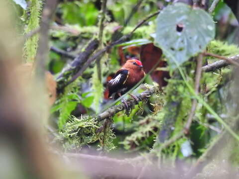 Image of Club-winged Manakin