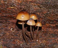 Sivun Mycena mulawaestris Grgur. 2003 kuva