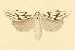 Image de Coscinia bifasciata