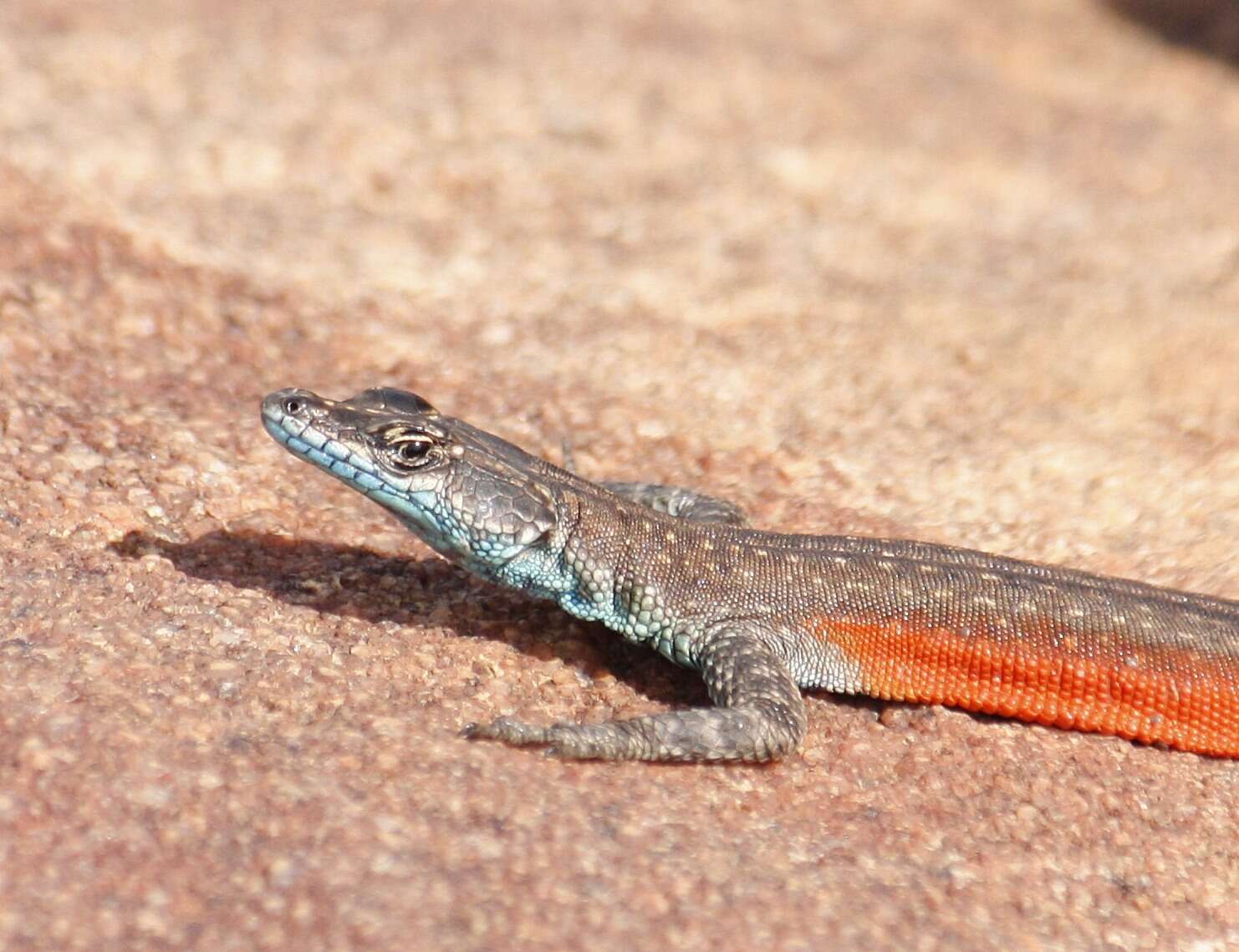 Image of Waterberg Flat Lizard