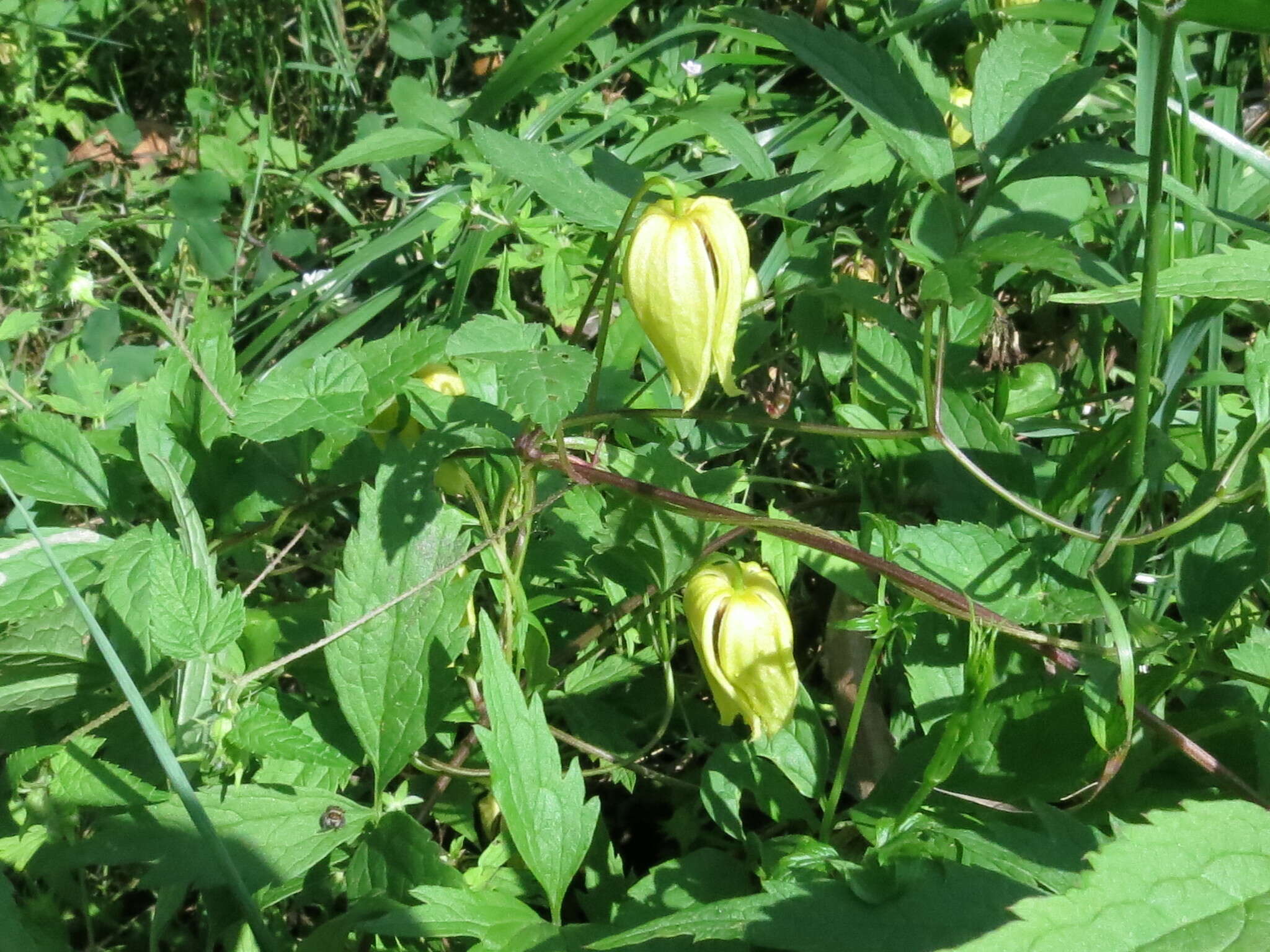 Image of hermitgold clematis