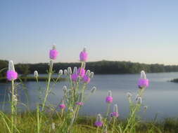 Image of purple prairie clover