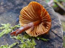 Phaeocollybia christinae (Fr.) R. Heim 1931 resmi