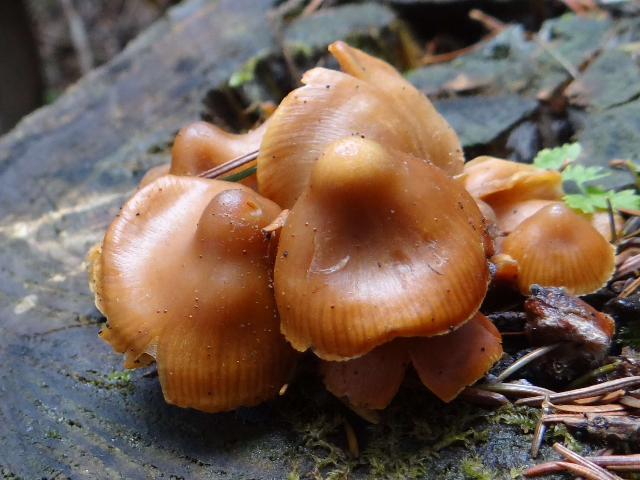 Phaeocollybia christinae (Fr.) R. Heim 1931 resmi