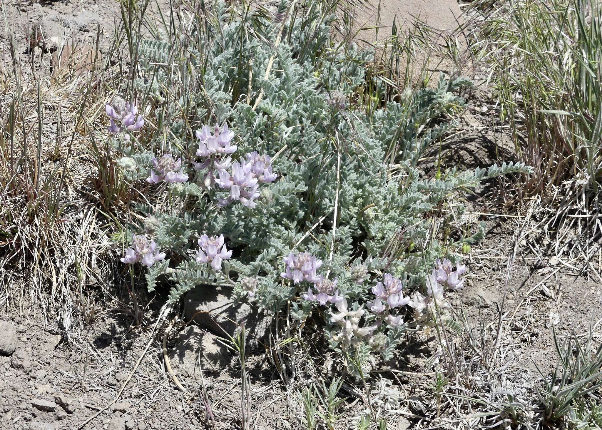 Imagem de Astragalus andersonii A. Gray