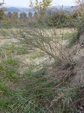 Image of field sagewort