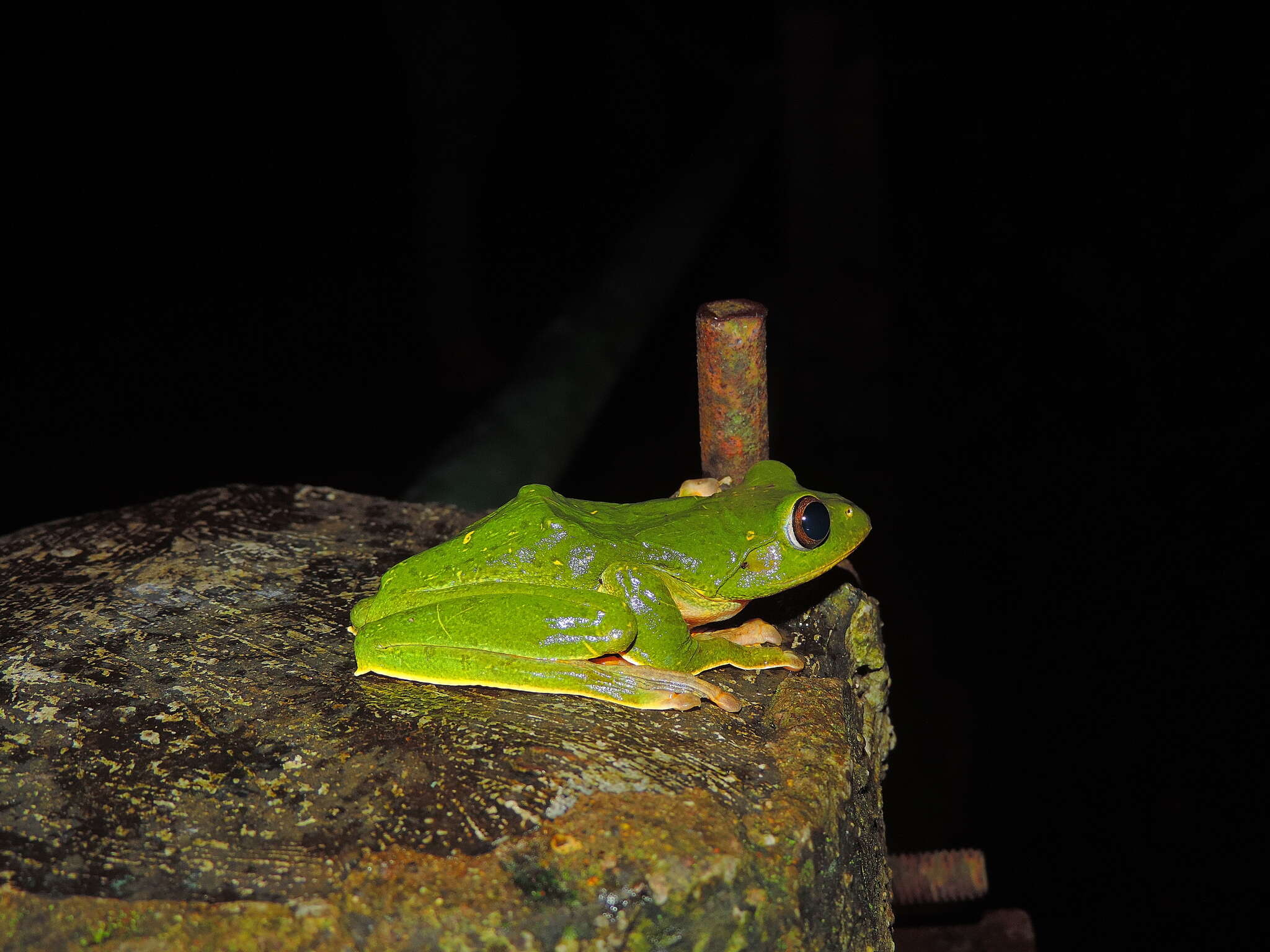 Image of Black-webbed Treefrog