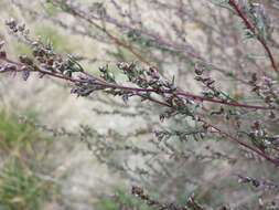 Image of field sagewort