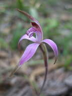 Image of Pink candy orchid