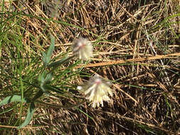 Image of Woolly-Head Clover