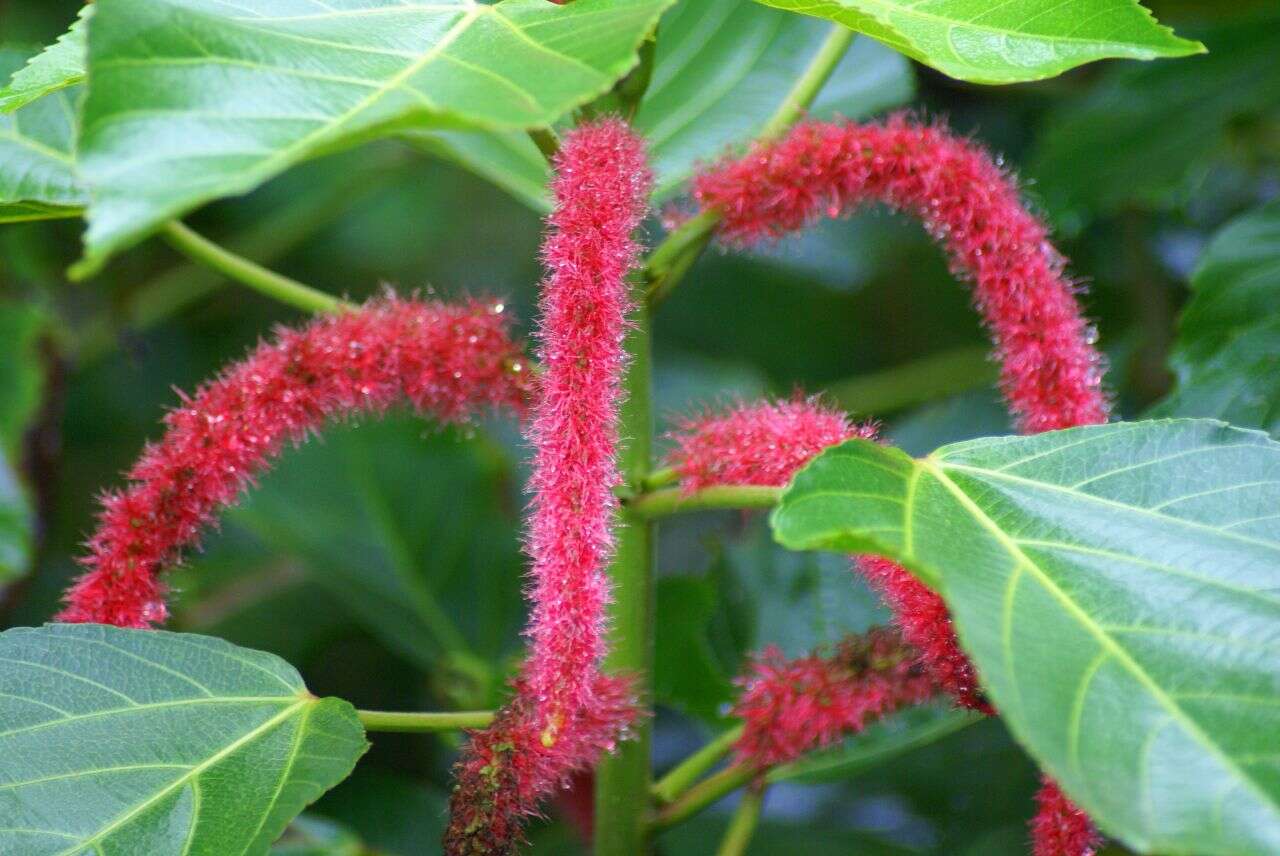 Imagem de Acalypha hispida Burm. fil.