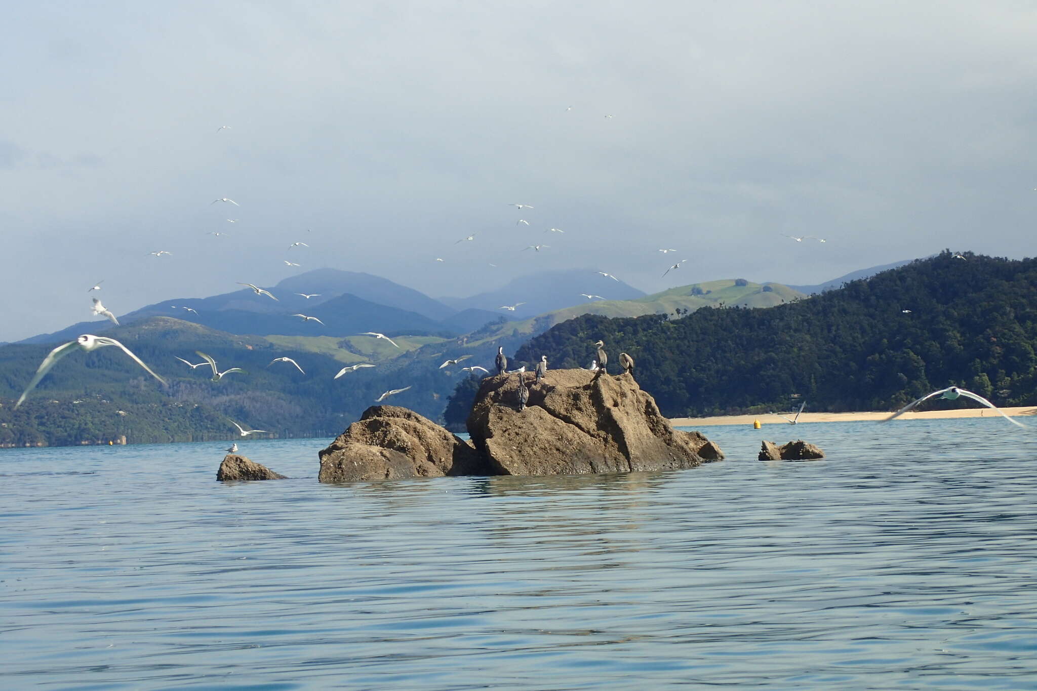 Image of Spotted Shag