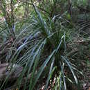 Image of Freycinetia banksii A. Cunn.