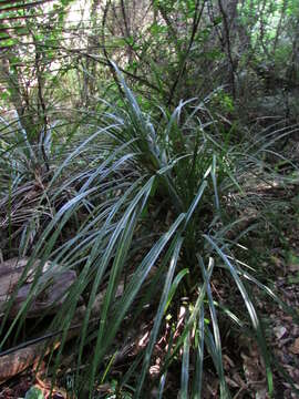 Freycinetia banksii A. Cunn. resmi