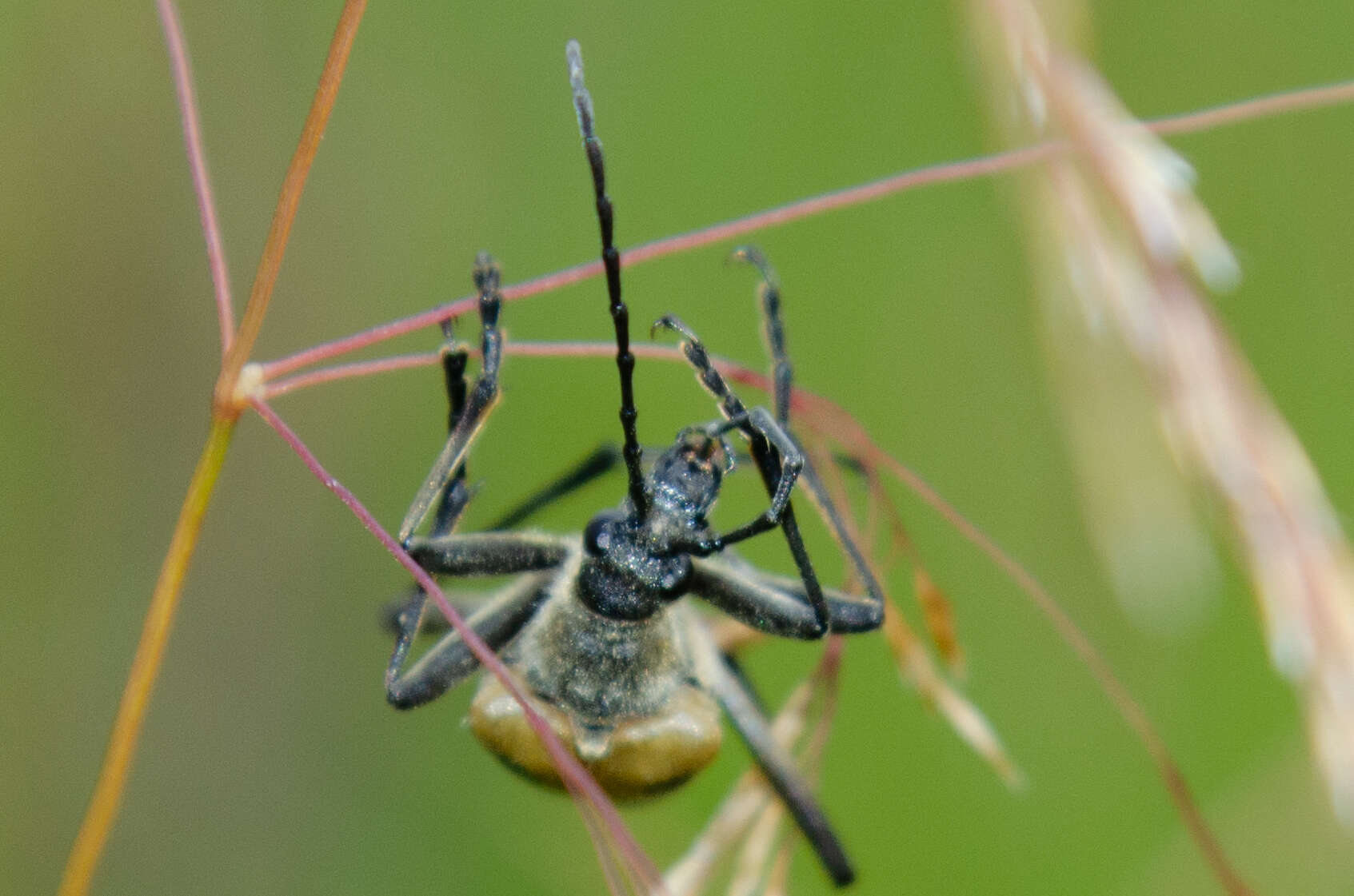 Image of Pachyta quadrimaculata (Linné 1758)