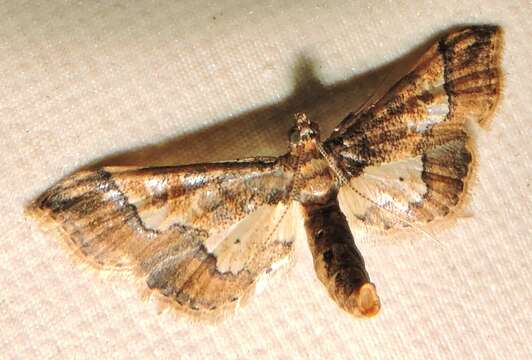 Image of Ornate Hydriris Moth