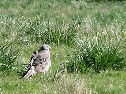 Image of Northern Harrier