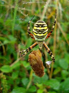 Image of Barbary Spider