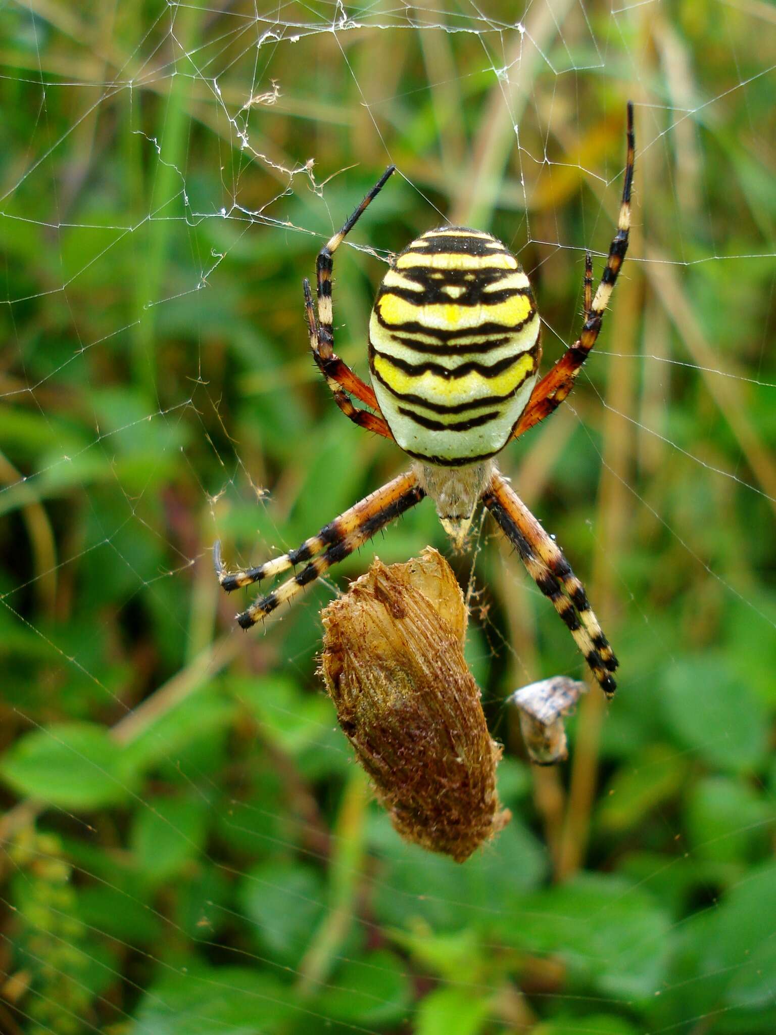 Image of Barbary Spider