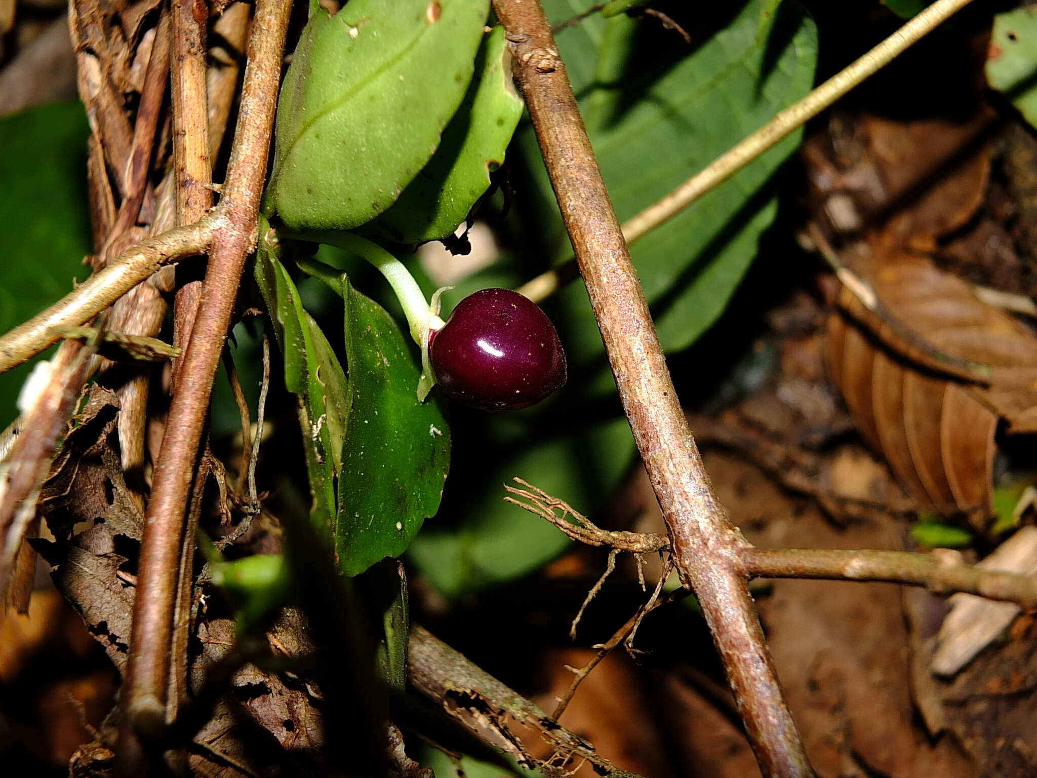 Image of Codonanthopsis calcarata (Miq.) Chautems & Mat. Perret