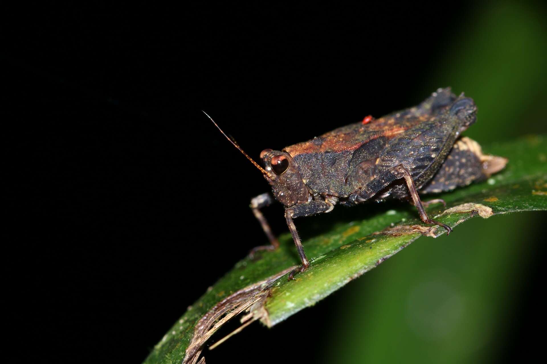 Image of Bolivaritettix apterus (Rehn & J. A. G. 1904)