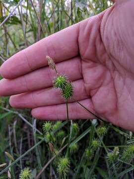 Image of greenstar sedge