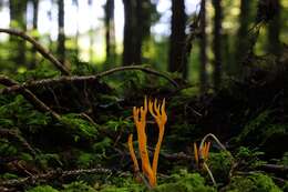 Image of Calocera viscosa (Pers.) Fr. 1821